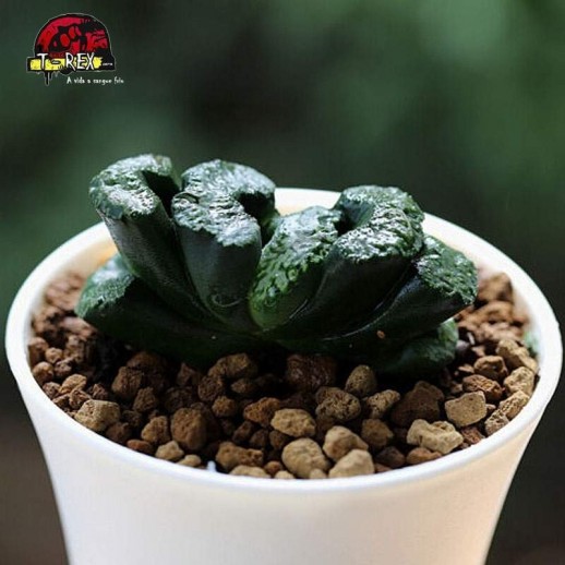 mudas de suculenta em curitiba daikoku