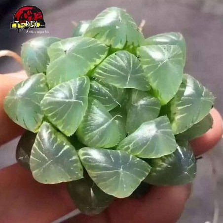 comprar muda de suculenta pilifera