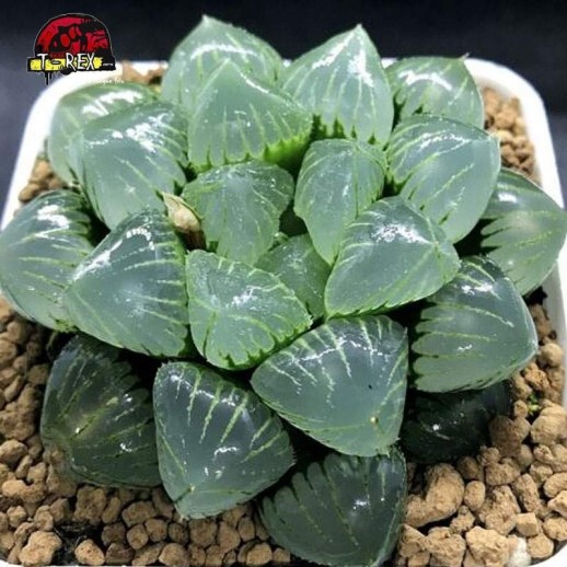 muda de suculenta em sao paulo