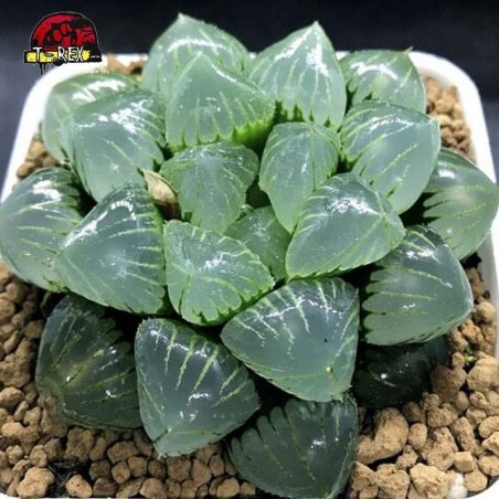 muda de suculenta em sao paulo