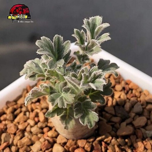 comprar muda de suculenta rara pelargonium