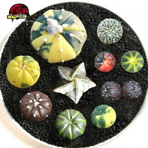 comprar cacto raro astrophytum