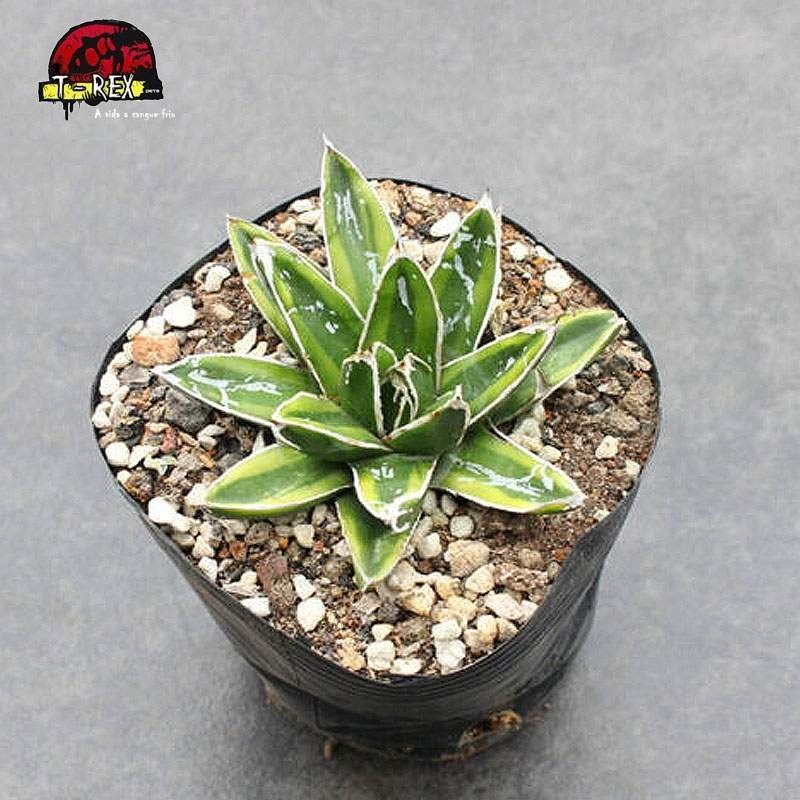 aonde comprar cacto agave