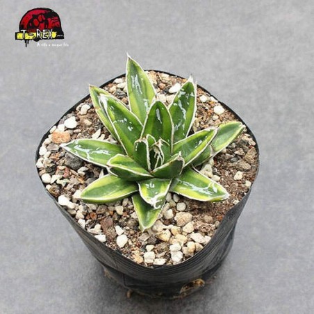 aonde comprar cacto agave