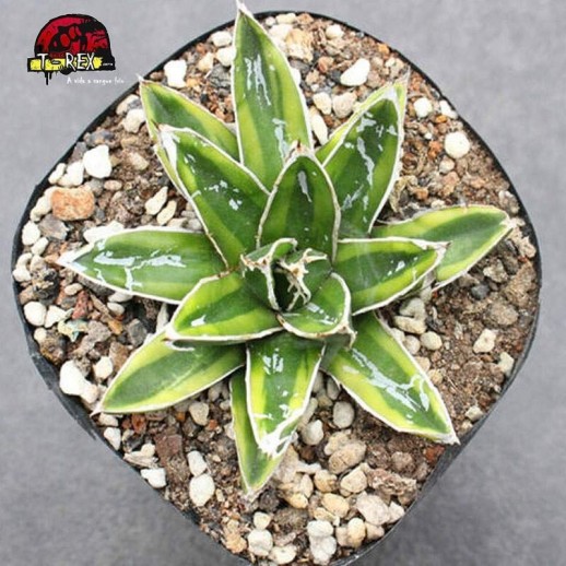 comprar cacto agave
