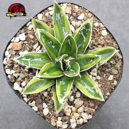 comprar cacto agave