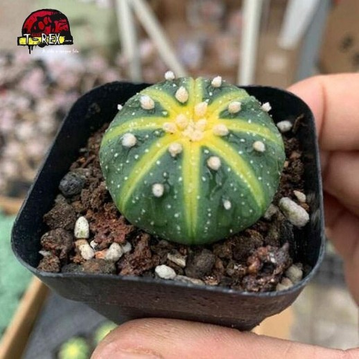 aonde comprar cacto asterias