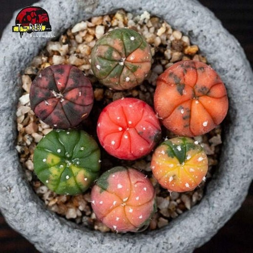 mudas de cacto astrophytum