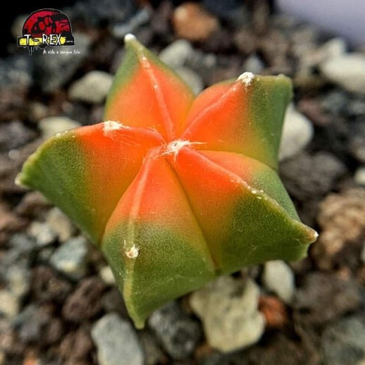 muda de cacto myriostigma