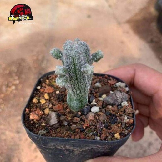 aonde comprar cacto raro