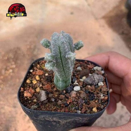 aonde comprar cacto raro