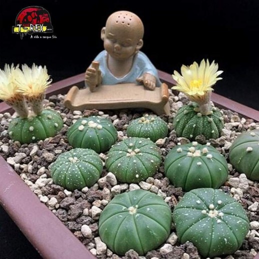 venda de cacto raridade