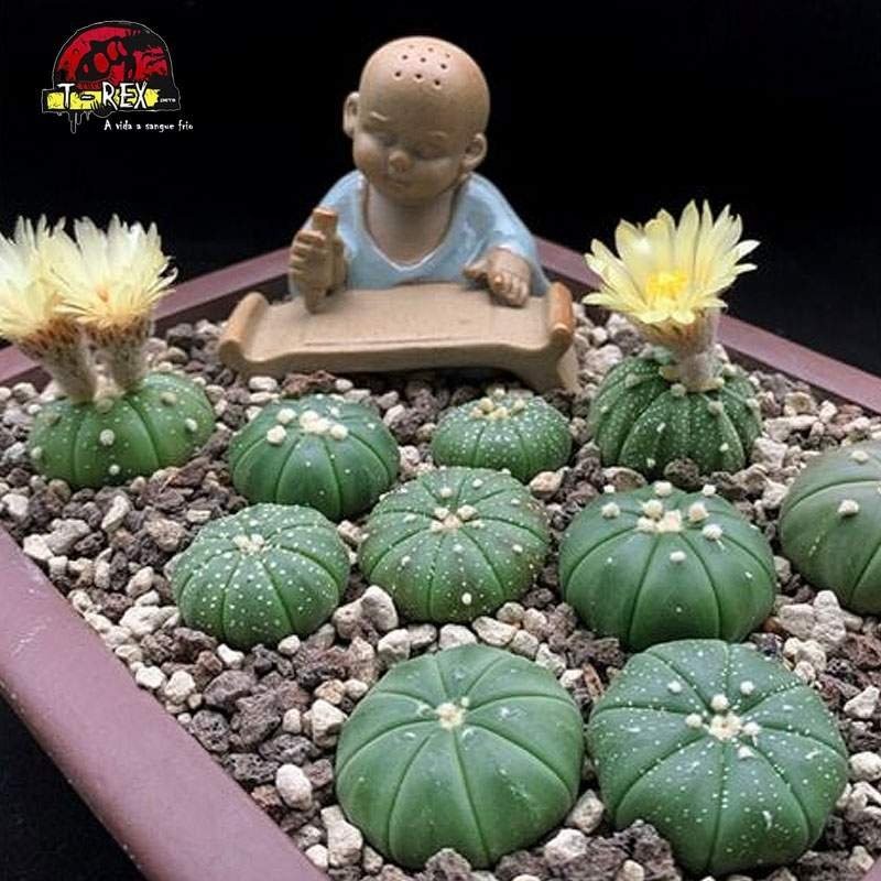 venda de cacto raridade