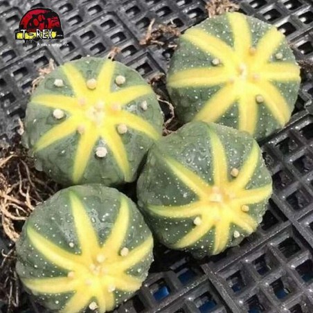 comprar cacto raridade