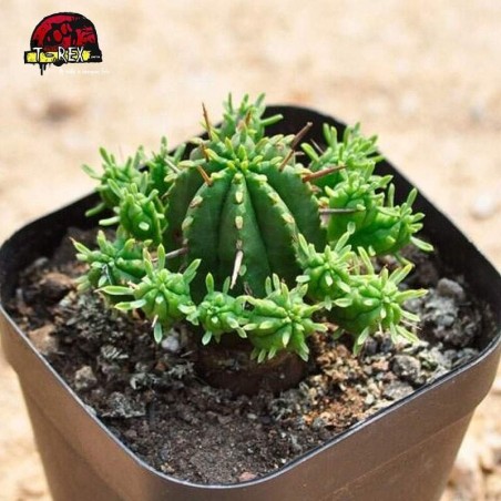 comprar suculenta rara