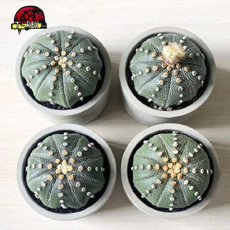 cactos raro para venda