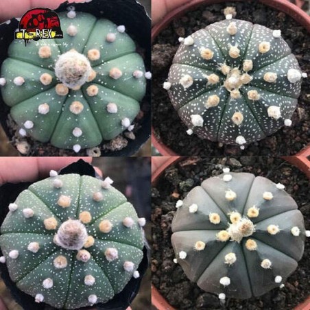 vendas de cactos raridade