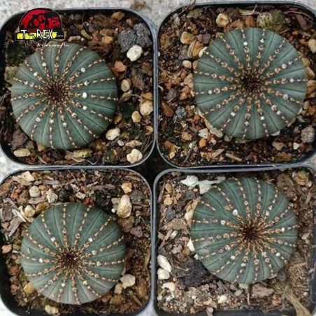 cactos para venda no brasil