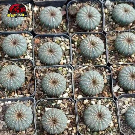 venda de cacto raro no brasil