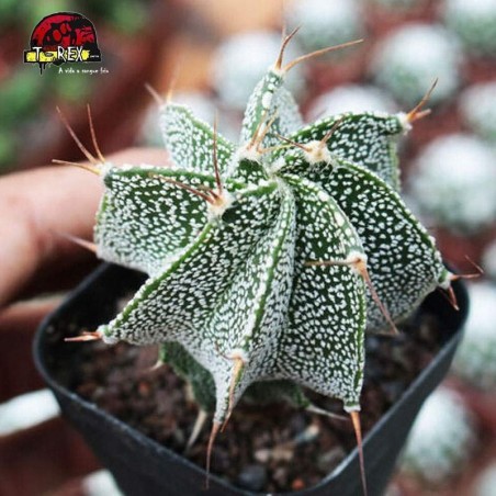 comprar suculenta no brasil