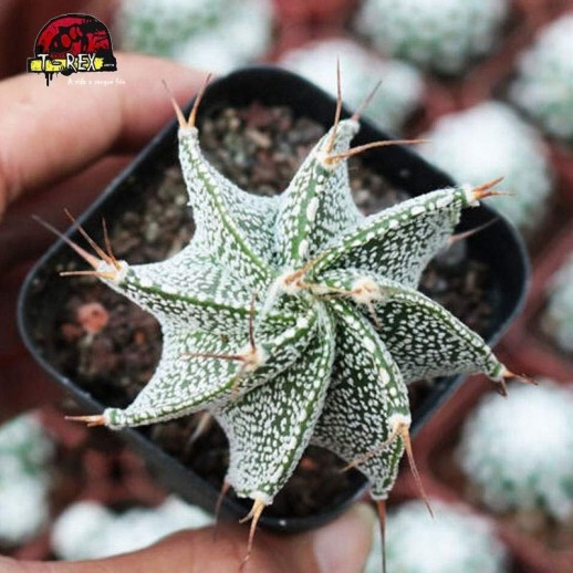 mudas de suculenta rara na inglaterra