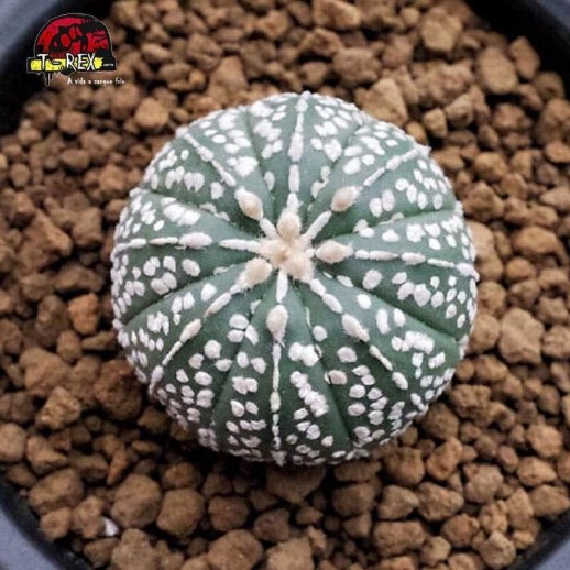 muda de cacto no brasil