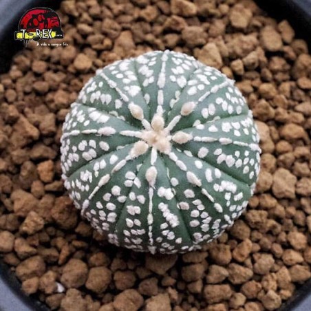 muda de cacto no brasil