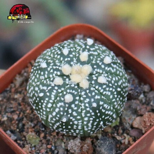 comprar cacto raro na inglaterra