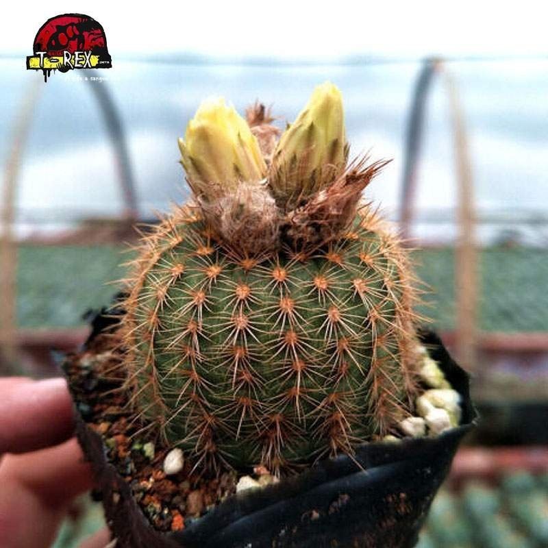 comprar cacto raro na espanha