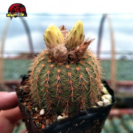 comprar cacto raro na espanha