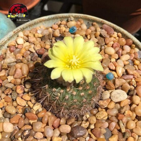 cacto para venda internacional