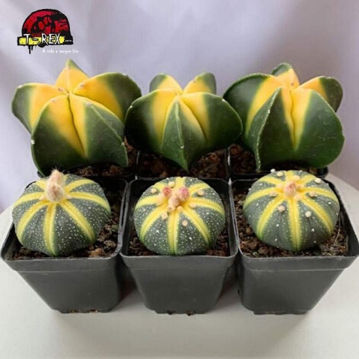 comprar suculenta rara myriostigma