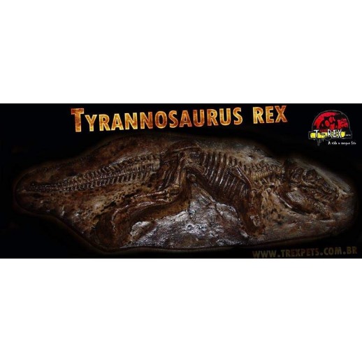 Fóssil Tyrannosaurus rex