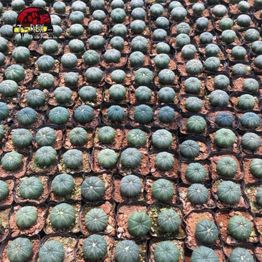 mudinhas de suculenta em londrina