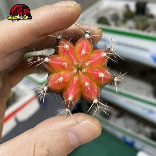 comprar suculenta gymnocalycium