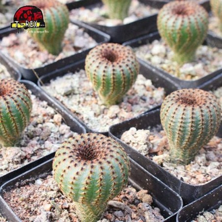 mudinhas de cacto para venda