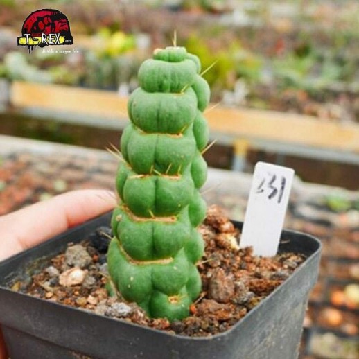 comprar cacto raro do brasil