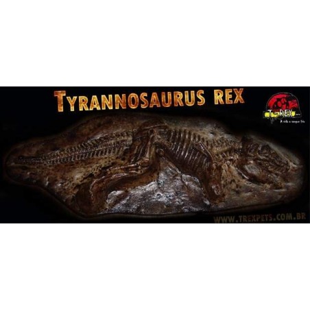 Fóssil Tyrannosaurus rex