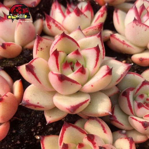 mudinhas de suculenta