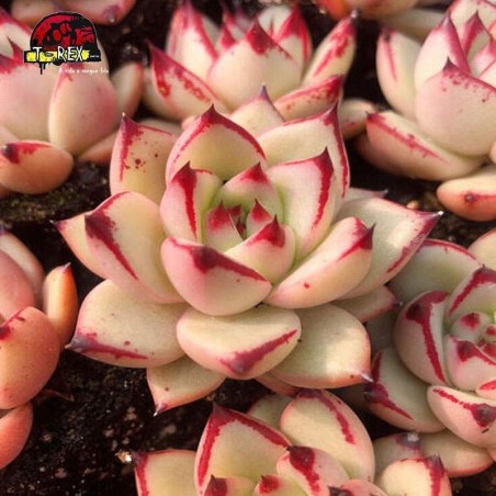 mudinhas de suculenta