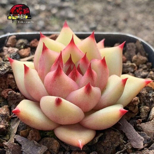 muda raro de suculenta