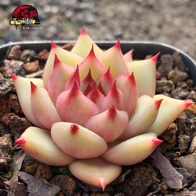 muda raro de suculenta