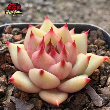 muda raro de suculenta