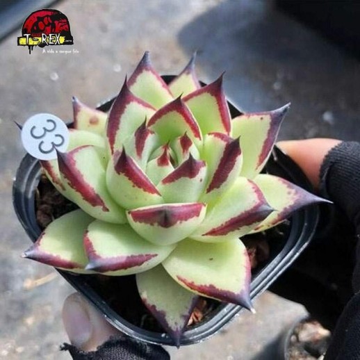 suculenta rara no brasil