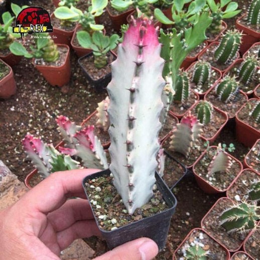 Muda De Planta Cacto Trigona