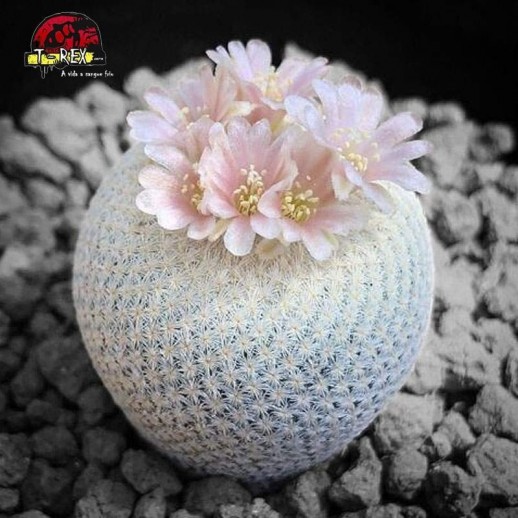 cacto raro internacional