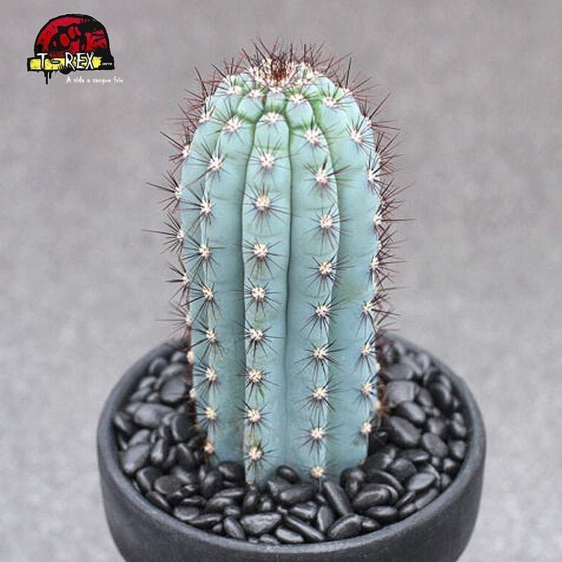 comprar cacto em sao paulo