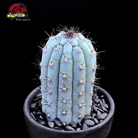 muda de cacto em curitiba