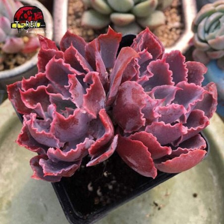 comprar suculenta em londrina