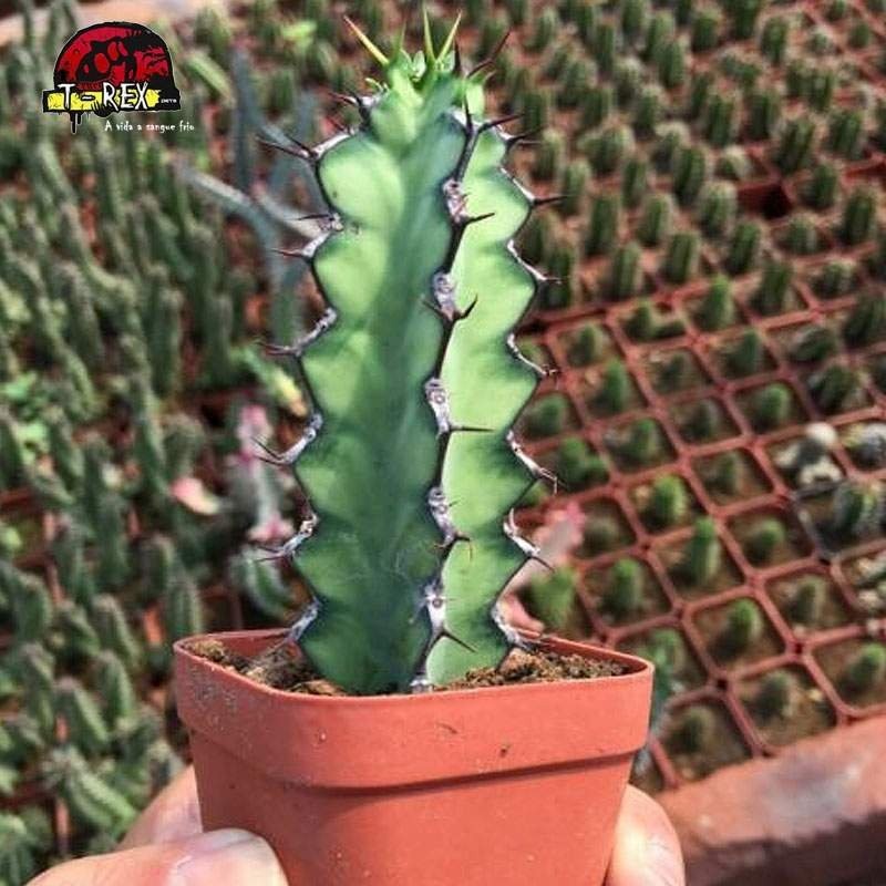 comprar cacto no ceara